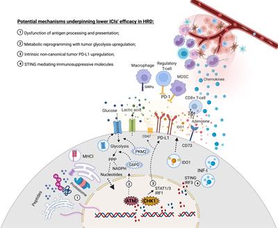 Immune Checkpoint Inhibitors in Tumors Harboring Homologous Recombination Deficiency: Challenges in Attaining Efficacy